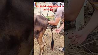 artificial insemination in a cow in India [upl. by Tristis]