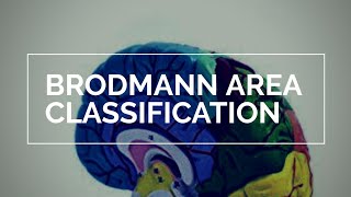 Brodmann Area Classification  MedGRADiENT [upl. by Richmound576]