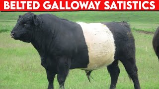 ⭕ Cattle Breeds Belted Galloway STATISTICS ✅ Belted Galloway  Bulls [upl. by Dev]