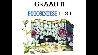 Lewenswetenskappe Gr11 Fotosintese Les1 [upl. by Mcwilliams12]