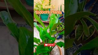 Best 5 Indoors Plants houseplantsindoorplants gardening [upl. by Iggie]