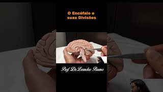 Encéfalo e Suas Divisões  Anatomia  Anatomia Humana [upl. by Acceber]