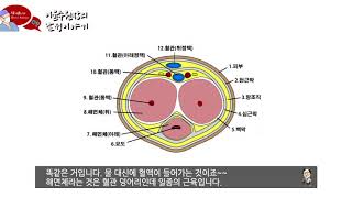 남성 성기구조 [upl. by Kamila]