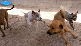 Dogs playing Episode 30 [upl. by Ramad]