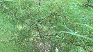 Frangula alnus var Asplenifolia krušina olšová [upl. by Babbette]