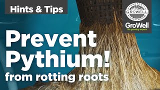 Preventing Pythium  Hints amp Tips [upl. by Dnalyar735]