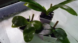 Trying Orchiata Super grade for Phalaenopsis [upl. by Henry]