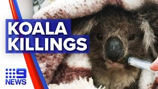 Koala massacre discovered on logging plantation  Nine News Australia [upl. by Anuaf]