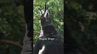 Magpie Sings their heart out and Curious magpie sing sound call 😀 [upl. by Mitzi]