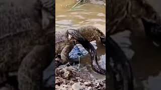 Biawak VS Cobra [upl. by Matthew]