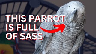 This Talking African Grey is full of Sass [upl. by Levy]