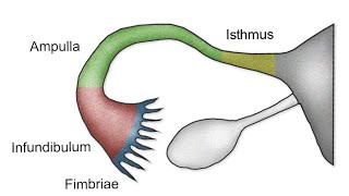 fallopian tube  oviducts  uterine tube salpinx bscnursing mcqmedical nursingbiology [upl. by Anihc421]