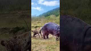 wildlifefootage animals wonderful wildlifescenes wildanimals funny wildlifecapture wildlife [upl. by Ojybbob]