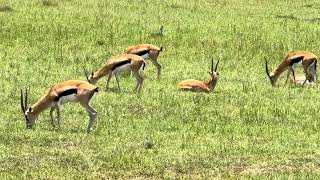 Impalas Antelopes on Safari Maasai Mara National Reserve Kenya Africa incl large herd of females [upl. by Jedthus635]