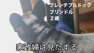 ４歳犬 ２歳犬 それぞれの個性 A fouryearold dog and a twoyearold dog each with their own personality [upl. by Diane]