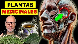 Las PLANTAS MEDICINALES más PODEROSAS para la SALUD FITOTERAPIA [upl. by Irahcaz]