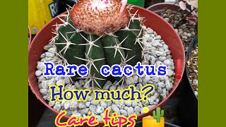 MELOCACTUS  RARE CACTUS  HOW MUCH amp CARE TIPS  SEED GERMINATION [upl. by Adiazteb]