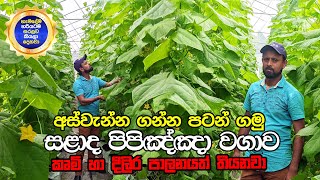 හරියටම කලාම දවස් 38 අස්වැන්න ගන්න පුලුවන්  හරිතාගාර සළාද පිපිඤ්ඤා වගාව  Cucumber Farming [upl. by Anitac]