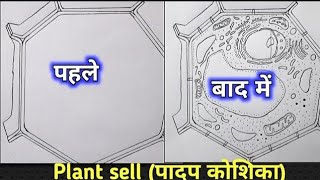 Padap Koshika Ka Chitra Kaise BanaenHow to Draw Plant Cell पादप कोशिका का चित्र [upl. by Mezoff169]