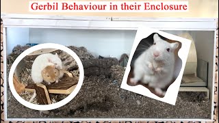 Gerbil enclosure and their behaviour [upl. by Ecinnej]