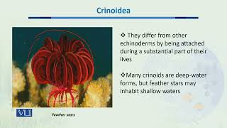 Crinoidea  Biodiversity amp EvolutionII  BT201Topic049 [upl. by Hairabez]