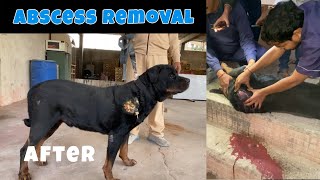 ✅ Abscess  Rottweiler  After  How a vet fixes an abscess 😱😱 abscess removal rottweiler pets [upl. by Georgeta682]