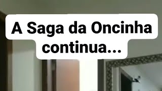 A SAGA DA ONCINHA CONTINUA [upl. by Siloum184]