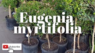 Eugenia myrtifolia  Un ARBUSTO de hoja PERENNE  Como cuidar SYSIGIUM PANICULATUM [upl. by Sinned]