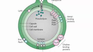 Bio153 Module Lecture 2012 on Invasive Bacterial Infections [upl. by Akinahs]