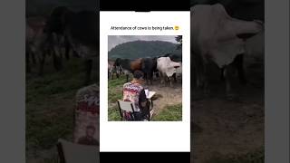 Attendance is being taken of cows🐮😲explore youtubeshorts [upl. by Jankey]