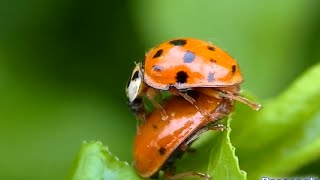 Laccouplement de la Coccinelle  superbe vidéo [upl. by Noyr]