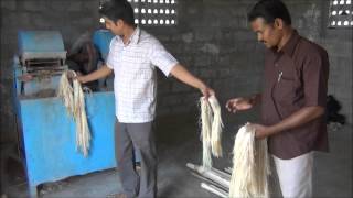 Banana Fibre Extraction [upl. by Einwat]