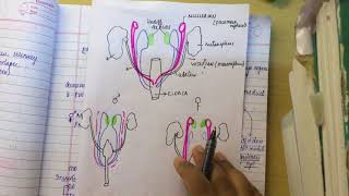 MULLERIAN DUCT ANOMALIES made ridiculously simplepart 1 embryology [upl. by Fenelia]