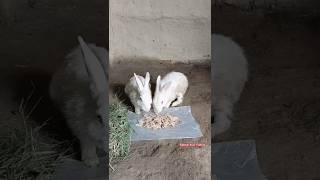 youtube funny bunnies 🐇🐰🤫😍shorts [upl. by Maletta]