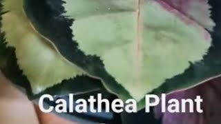 calathea 🌱plant [upl. by Malia385]