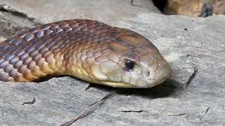 KING BROWN SNAKE  A Close Encounter [upl. by Yeliah]