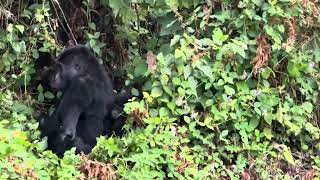 Gorilla amp Chimpanzee Trekking Rwanda amp Democratic Republic of Congo [upl. by Ilowell]