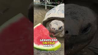 Galápagos Tortoise│Giant LongLiving Reptile with Unique Shells and Incredible Longevity [upl. by Aisanat897]