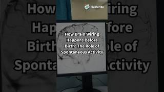 How Brain Wiring Happens Before Birth The Role of Spontaneous Activity biology ytshortsshorts [upl. by Adelbert]