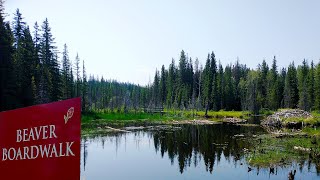 Beaver Boardwalk Hinton Alberta Canada [upl. by Htes659]