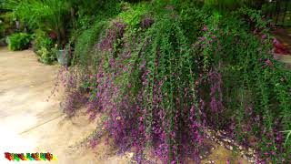 🌺Amazing Pollinator Shrub 🌺 Lespedeza thunbergii [upl. by Ahtnama]