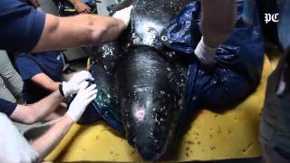 Huge leatherback found at Folly Beach first sea turtle nest of season laid [upl. by O'Conner134]