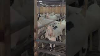 Goat farming [upl. by Armbruster]