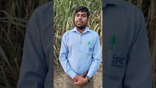 Mycorrhiza  WDG sulpher के नुकसान। कैसे प्रयोग करें जानें। Ft  Navalkishor ji IPL [upl. by Wilfreda]