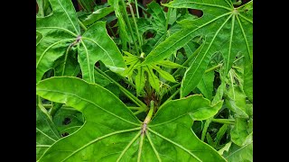 Egzotyczna malo znana i mrozoodporna do 10 Fatsia Polycarpa [upl. by Alban255]