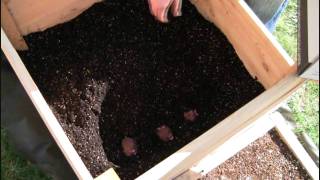 Planting our Potatoes in our Potato Box [upl. by Cerys]