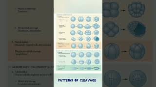 Patterns of cleavage cleavage embryology developmentalbiology [upl. by Iniretake]