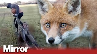 The violent reality of fox hunting in the UK  Exclusive [upl. by Orravan631]