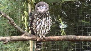 Barking Owl [upl. by Aiepoissac896]