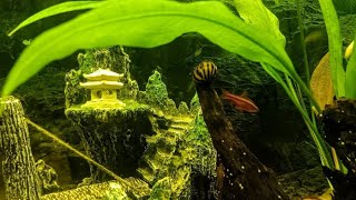 Nerite Snail crowned KING Other cool fishy moments [upl. by Mervin]